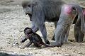 2010-08-24 (643) Aanranding en mishandeling gebeurd ook in de apenwereld